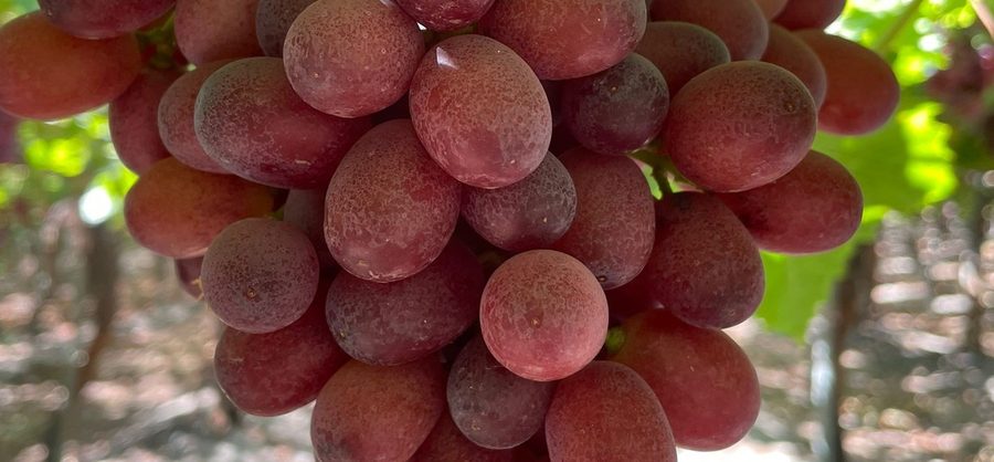 Fresh Helvetica table grapes on the vine