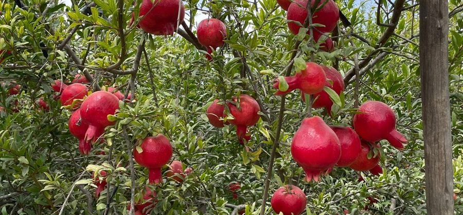 Fresh Helvetica pomegranates on the tree